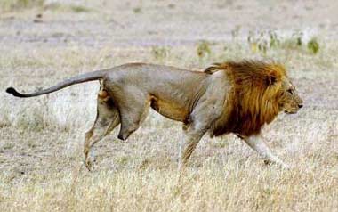 Poachers are bad enough, canned hunts are worse,,,because they are condoned and legal